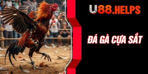 Đá Gà Cựa Sắt