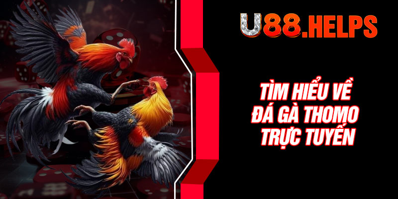 Tìm hiểu về đá gà Thomo trực tuyến
